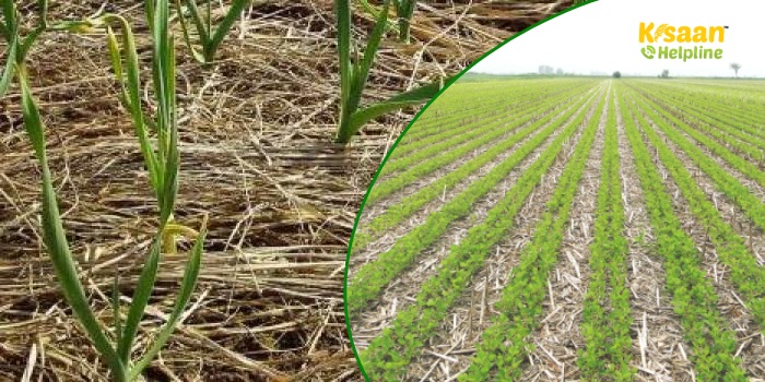 किसान भाई फसल अवशेषों का प्रयोग करें पलवार के रूप में, और खरपतवारों की करें रोकथाम